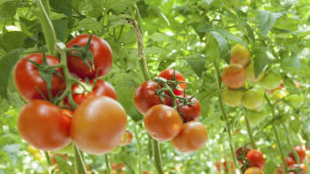 Napadla vaše rajčata plíseň? Poradíme, jak s ní můžete zatočit