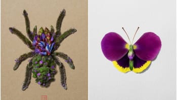 Umělec vytváří z květů motýly, pavouky i divoká zvířata. Září všemi barvami