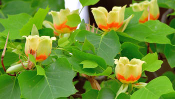 Liliovník tulipánokvětý, strom s nádhernými květy, můžete pěstovat i na zahradě