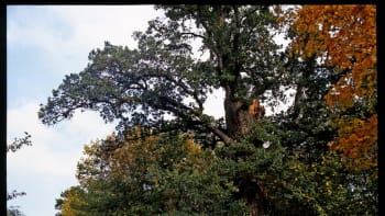 Dub letní / Quercus robur