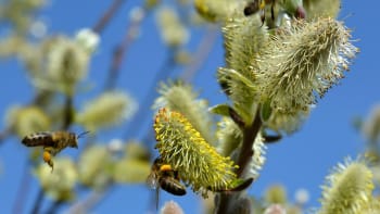 Vrba: Nenahraditelná dřevina, která zajišťuje první jarní potravu pro včely a čmeláky