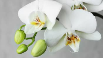 Utrápíte každou orchidej? Přinášíme manuál, aby vaši péči přežila v plném květu