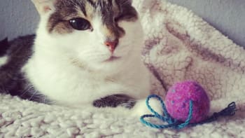 Hračka pro kočky: Plstěná kulička, plněná šantou kočičí