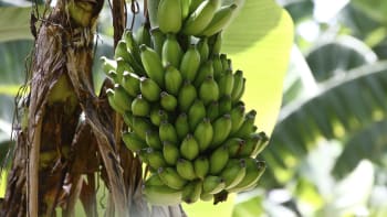 Vypěstujte si vlastní banány
