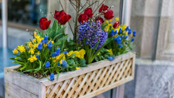 První jarní truhlíky osaďte maceškami, petrklíči, tulipány i hyacinty. Zimy se nebojí