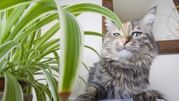 Kočičí pokojovky jsou zelenec a šáchor. Kočkám neublíží a čistí vzduch