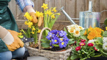 Hyacinty, narcisy, petrklíče aneb Jarní hrnkovky: Jak je vybírat, aby dlouho vydržely