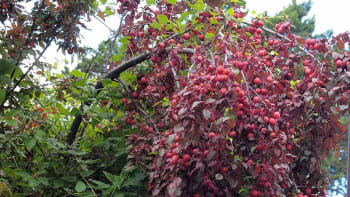 Jedlý, nebo nejedlý? Máte strom s červenými listy a plody – a co teď s ním?