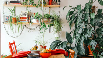 Praktické nápady, kam umístit pokojové rostliny. Využijte kouty, poličky, kuchyň i trámy