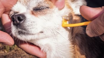Jak chránit psa před klíšťaty? Krvelačné parazity správně a bezpečně odstraňte