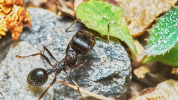 Jak zlikvidovat mravence v domě?