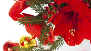 Hitem letošních vánoc je amarylis, mimóza a helikonie