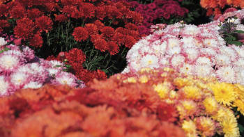 Chcete, aby vám chryzantémy dlouho kvetly? Poradíme, jak vybrat