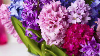 Co s hyacinty po odkvětu?