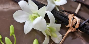 Vanilka – sladká vůně, hořký život farmářů