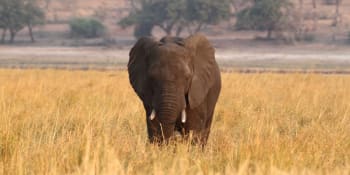 Divoký slon ušlapal dalšího vesničana kvůli potravě. Indický venkov zachvátila panika