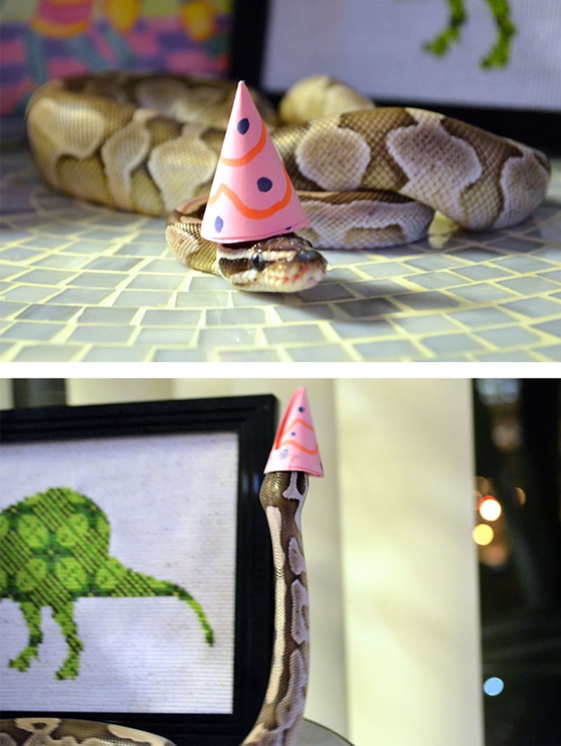 Hadi v kloboučku - Obrázek 10