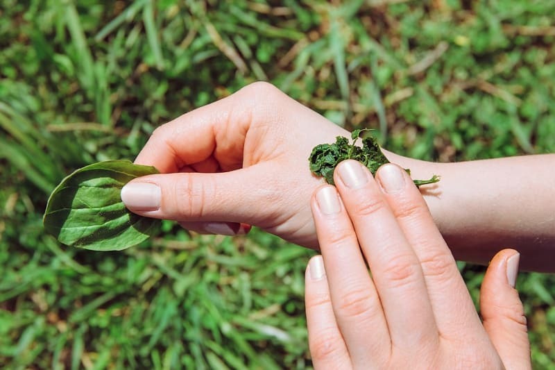 Jak ošetřit drobná poranění při práci na zahradě: Rychlou první pomoc nabízejí i bylinky 