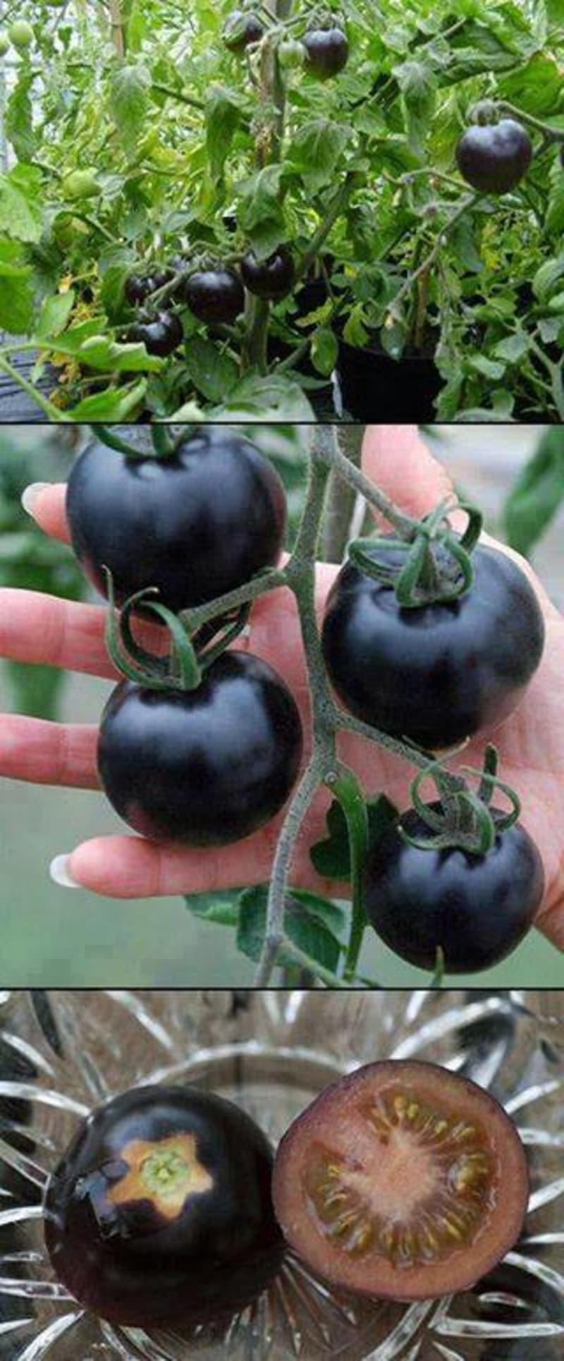 Černá rajčata - Obrázek 6