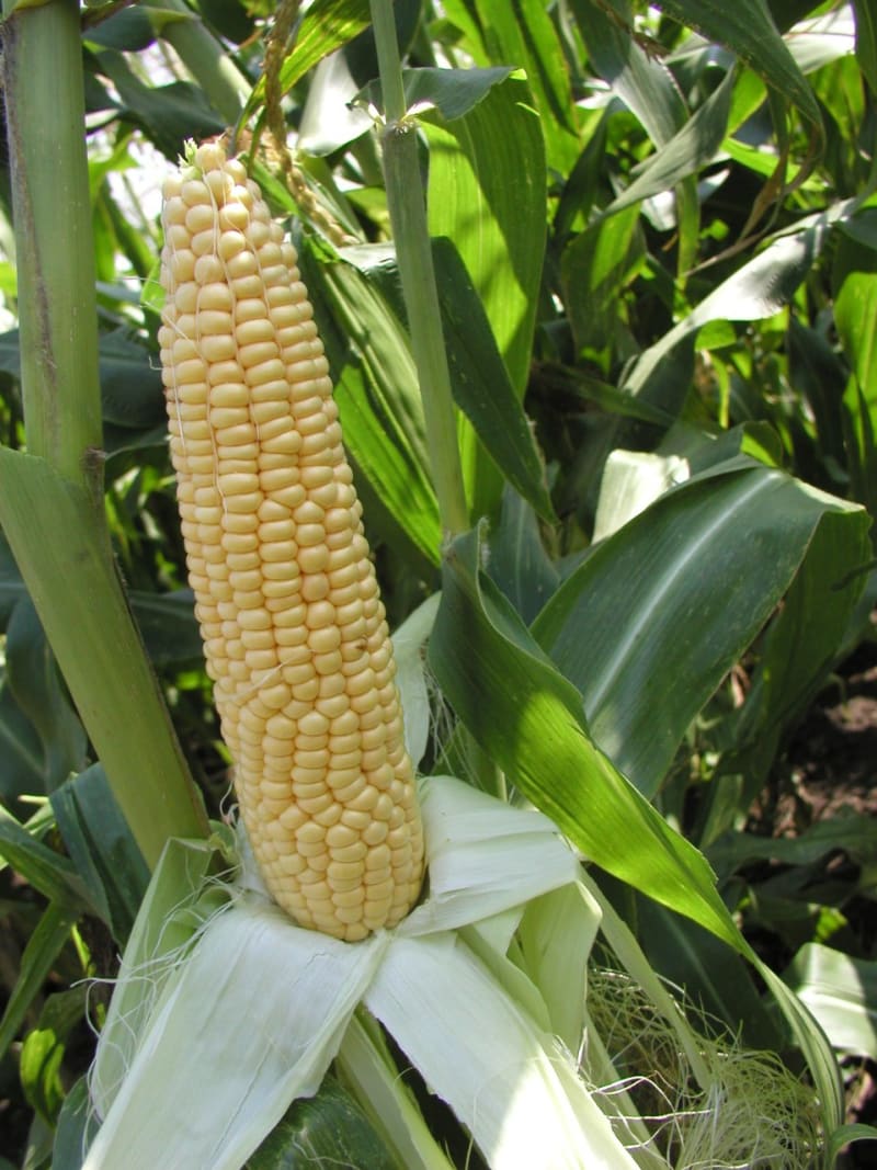 Kukuřice - Obrázek 4