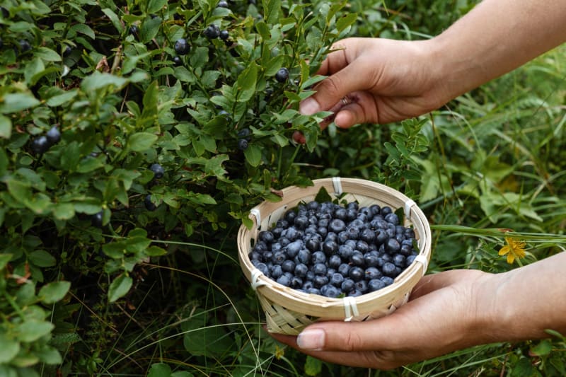 Lesní borůvka je plod brusnice borůvky (Vaccinium myrtillus). Malé modrofialové plody z přirozených lesních porostů mají výraznou chuť, příjemnou vůni a modrofialovou šťávu.