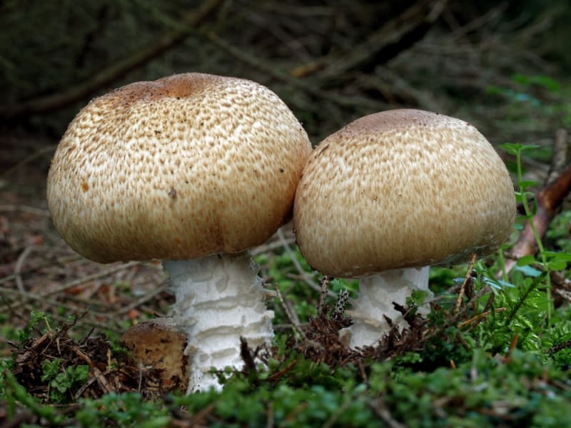 Podzimní houby - Obrázek 6 - Pečárka císařská (Agaricus augustus)