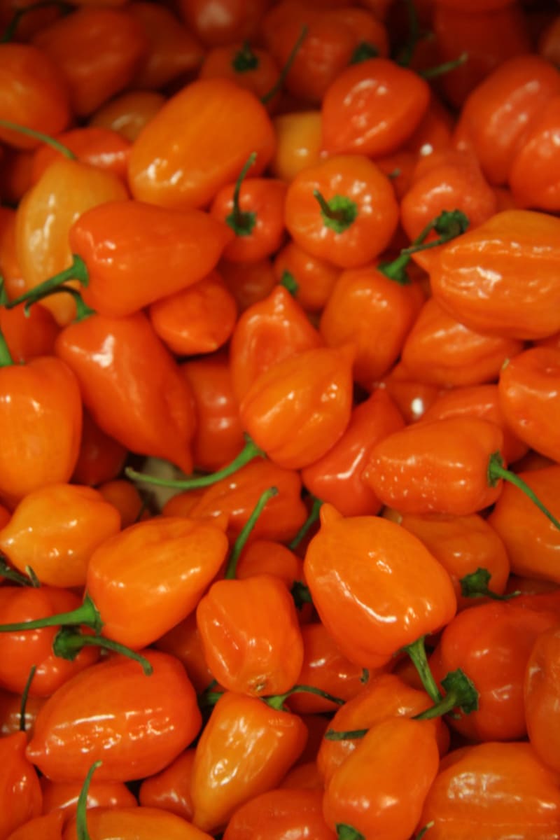 Nové odrůdy paprik - Obrázek 3