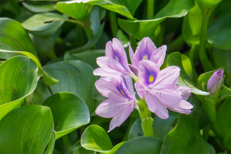 Vodní hyacint, tokozelka nadmutá (Eichhornia crassipes)