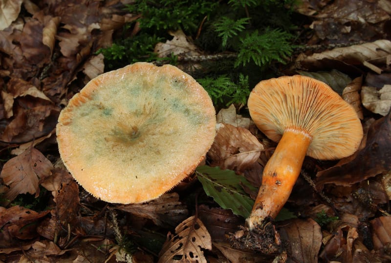 Jedovaté houby - Obrázek 3 - Ryzec smrkový (Lactarius deterrimus)