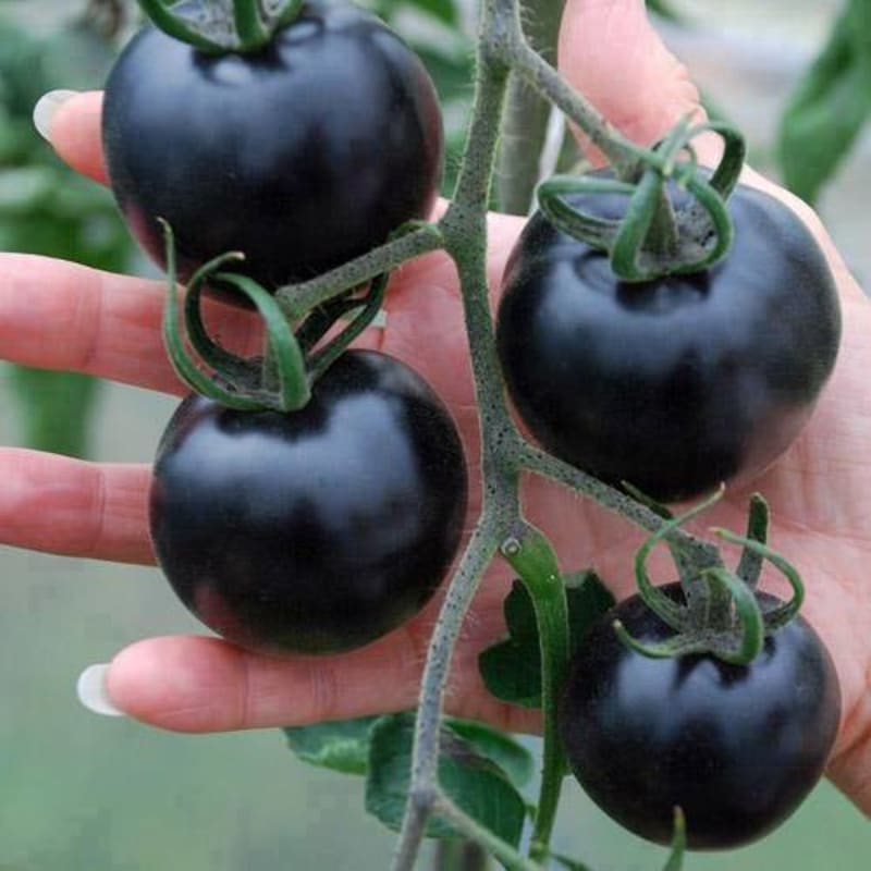 Černá rajčata - Obrázek 3