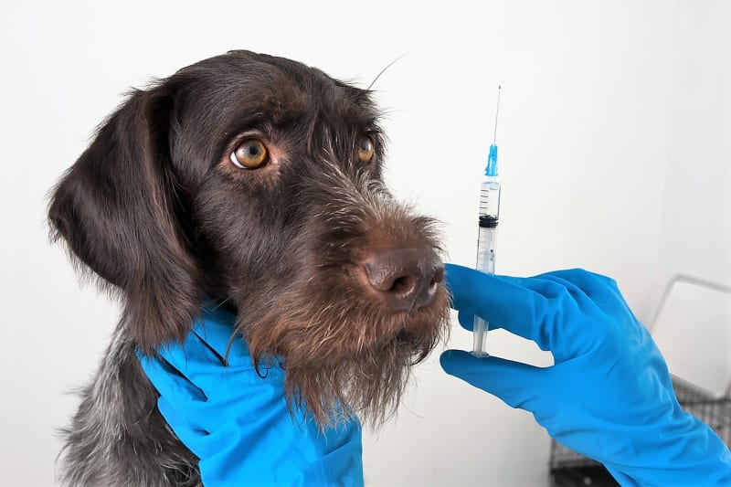 Pes starší než 12 týdnů také musí mít prokazatelné a platné očkování proti vzteklině. Pozor, cestovat může až 21 dní po očkování.