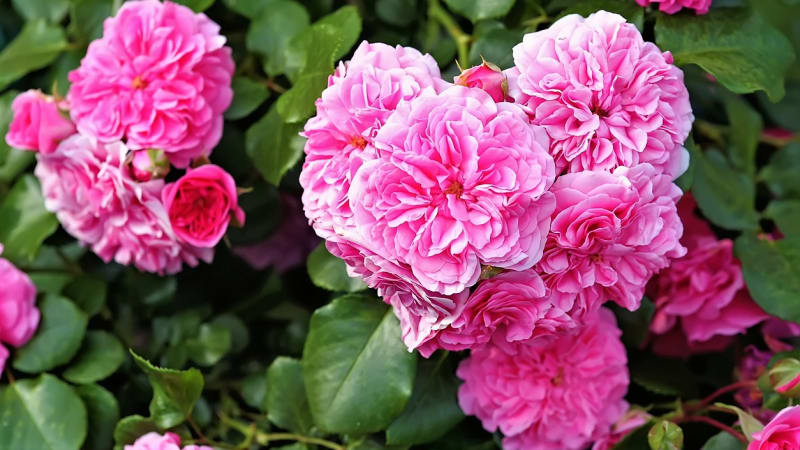 Růže patří k nejkrásnějším a nejoblíbenějším květinám. Blahodárná je i samotná vůně růží, zklidňuje, mírní pocity úzkosti a navozuje pohodovou náladu. 