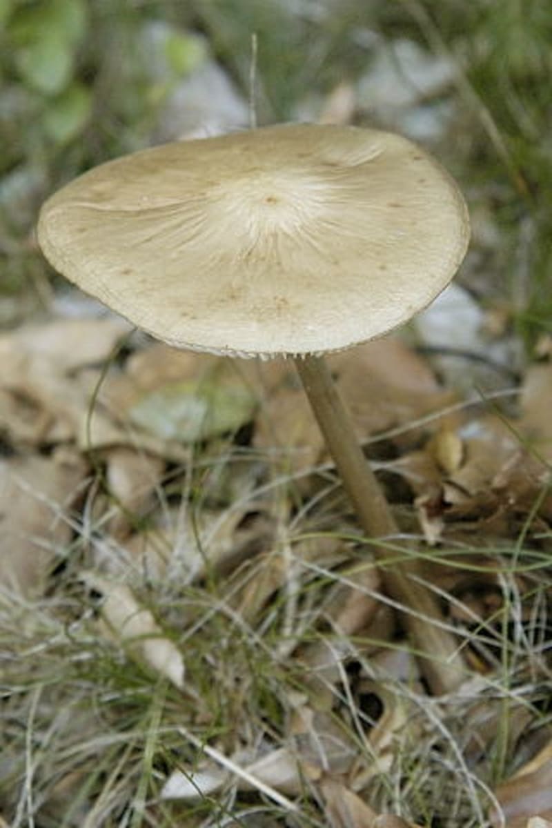 Podzimní houby - Obrázek 9 - Penízovka kořenující (Xerula radicata)
