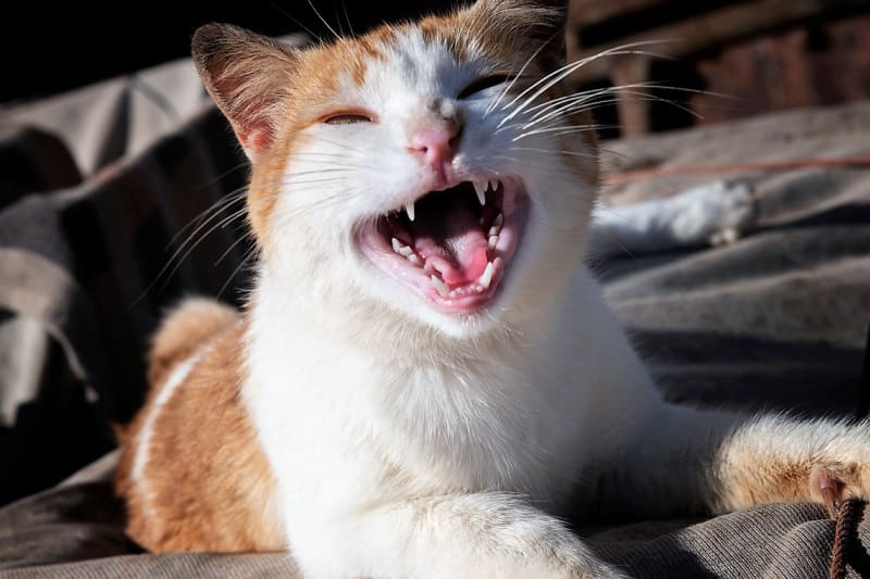 Koťata se rodí bez zubů. První zoubky začínají koťatům vypadávat kolem pátého měsíce života, to začíná tzv. přezubování. V tomto období mohou koťata okusovat nábytek, kabely apod., aby se jim ulevilo od bolestivého tlaku a nepříjemného pocitu prořezávání zubů.