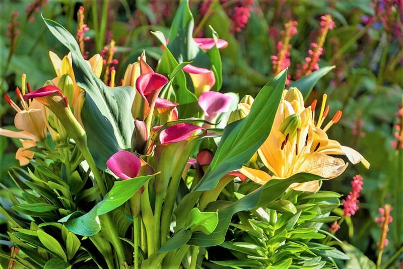 Šest nejkrásnějších letních cibulovin:                      Cibulnaté a hlíznaté květiny nejsou příliš náročné na zeminu a jsou schopny s úspěchem růst téměř ve všech zahradních půdách.