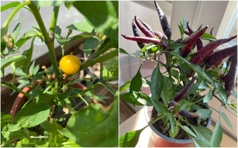 Jak pěstovat chilli papričky 2