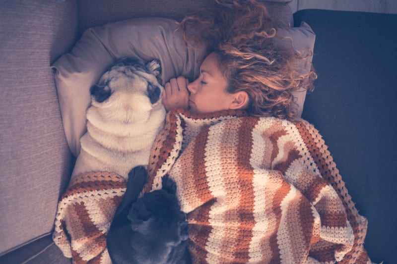 Jak psi spí v posteli: Téhle pozici dávají přednost hlavně menší pejsci, mohou vás tak probudit už brzy ráno a mazlit se s vámi.