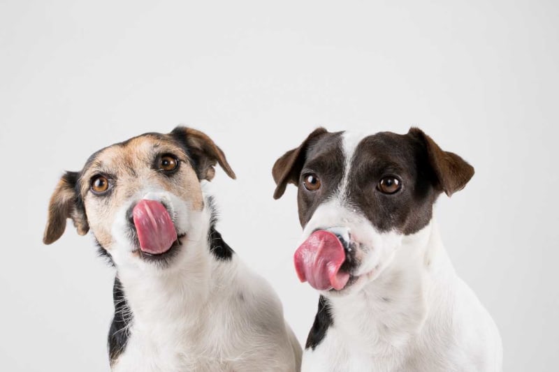 5 mýtů o psím stravování 6
