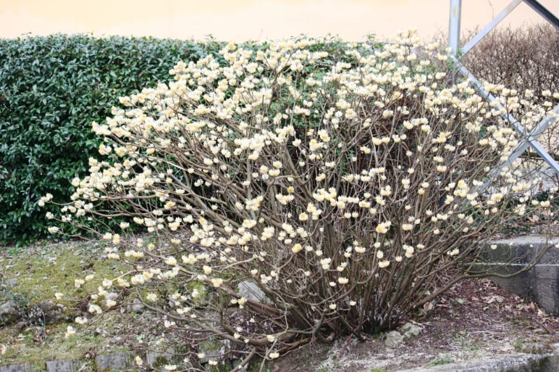 Papírový keř (Edgeworthia chrysantha) 