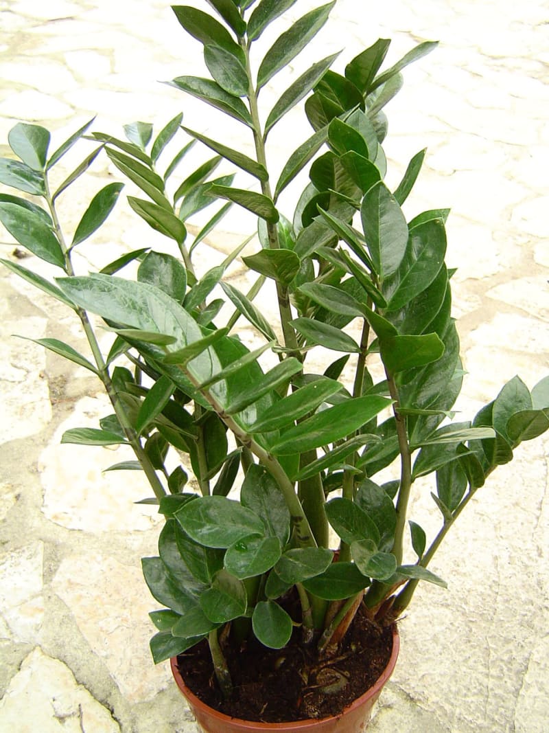 Velké pokojovky - Obrázek 2 - Zamioculcas zamiifolia neboli zamiokulkas