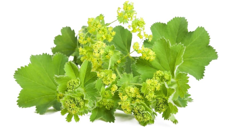  Lehce nahořklé kontryhelové listy se uplatní také v kuchyni, čerstvé jsou skvělé do pomazánek, salátů nebo nádivek.