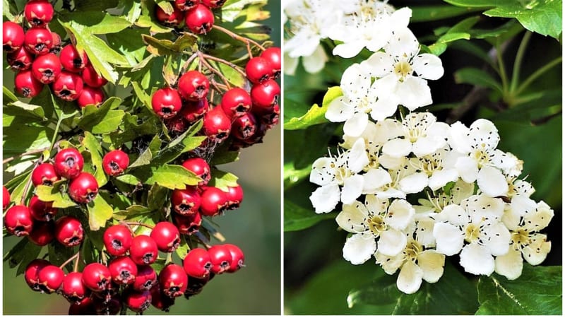 Hloh obecný: Během května a června kvete sněhobílými květy s narůžovělými prašníky se zvláštní, mnohým lidem nepříjemnou vůní. Na podzim v září a v říjnu dozrávají plody – červené malvice dlouhé asi 1 cm. 