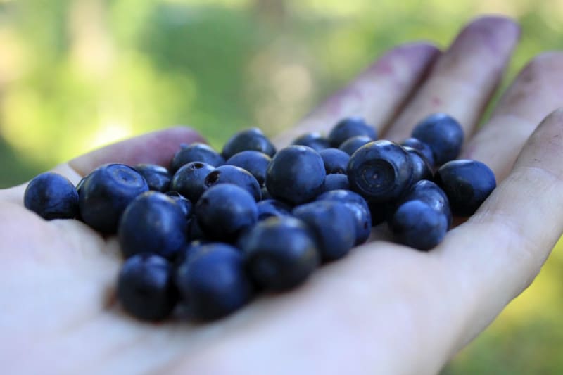Borůvky z lesních porostů brusnice borůvky (Vaccinium myrtillus) mají výraznou chuť, jemnou vůni a uvnitř modrofialovou šťávu, která barví a skvrny od borůvek se dají jen těžko odstranit.