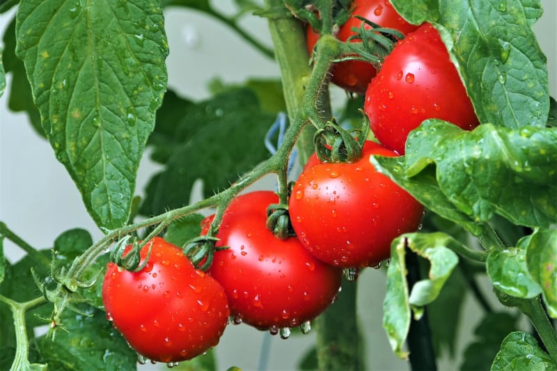 Své místo má jedlá soda při pěstování rajčat, plody jsou zdravější, šťavnatější a taky sladší. Stačí, když trochu jedlé sody přidáme do zeminy po odkvětu, když se začínají vytvářet plody