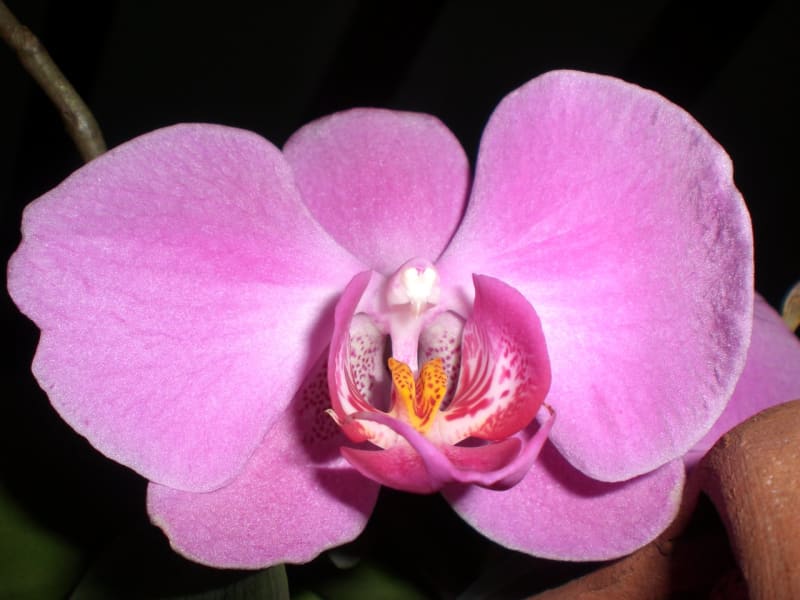 Péče o orchideje  - Obrázek 7