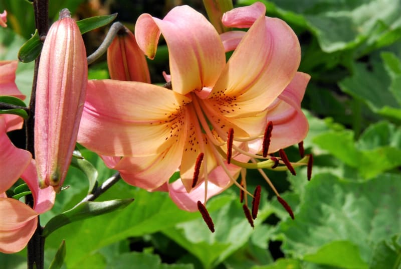 Květy lilie druhu speciosum neboli lilie nádherné voní příjemně sladce po vanilce Na snímku kultivar Salmon Twinkle.