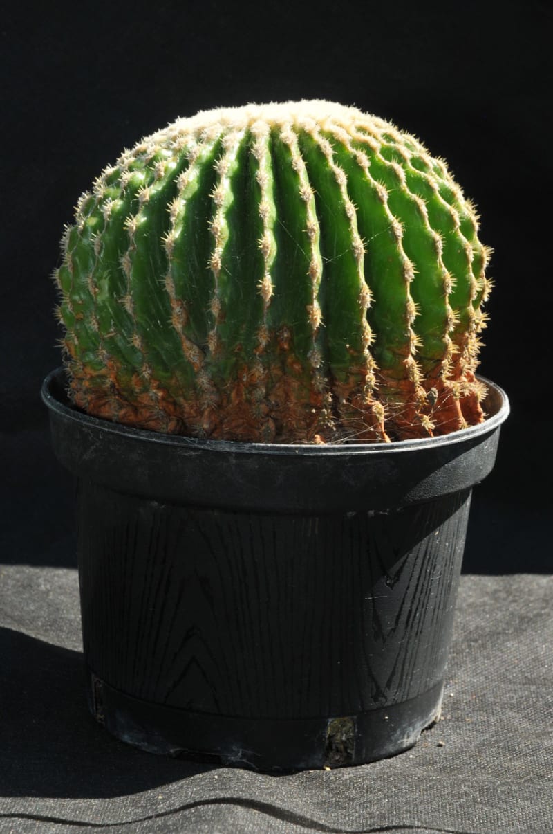 Nenáročné kaktusy  - Obrázek 3 - Echinocactus grusonii bez trnů