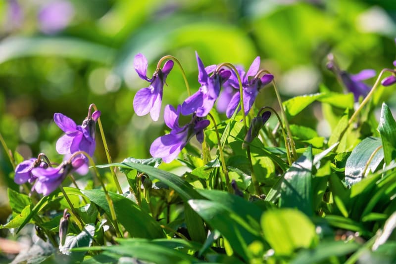 Violka vonná (Viola odorata), u nás známá jako fialka, je vytrvalá rostlina, která vyrůstá brzy na jaře z podzemních oddenků
