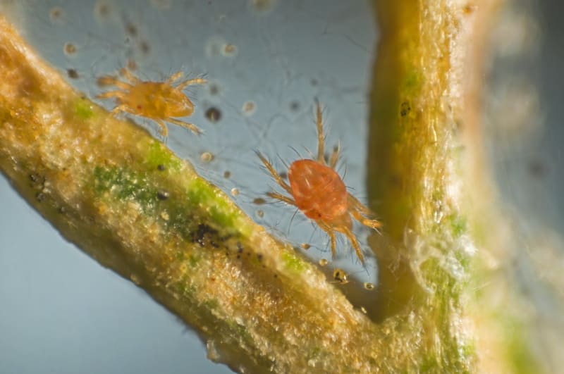 Sviluška (Tetranychus), lidově červený pavouček, je rod roztočů. Na pokojových rostlinách nejvíce škodí sviluška chmelová (Tetranychus urticae). 