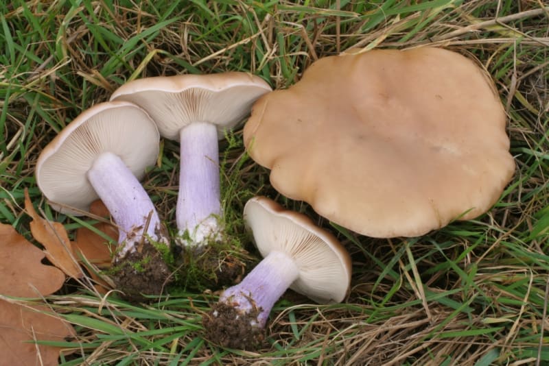 Podzimní houby - Obrázek 1 - Čirůvka dvoubarevná (Lepista saeva)